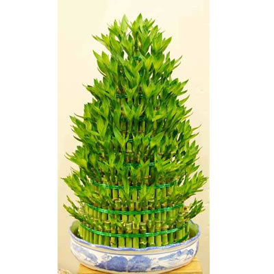 富贵竹的养殖方法 富贵竹冬天怎么养